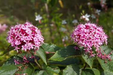 Gül görkemi çardağı (Clerodendrum bungei) bir bahçede çiçek açıyor