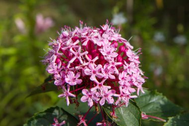 Gül görkemi çardağı (Clerodendrum bungei) bir bahçede çiçek açıyor