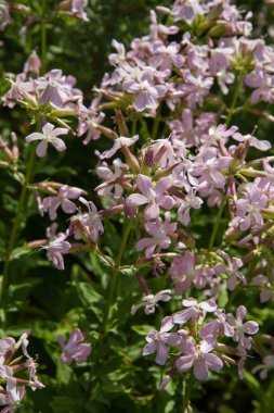 Yaygın sabun otu (Saponaria officinalis) bitkisi çiçek açar