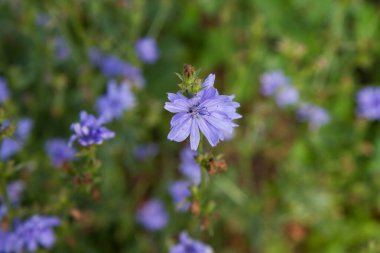 Otlakta çiçek açan yaygın hindiba bitkisi