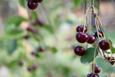 Olgun kirazlar yazın ağaçta 
