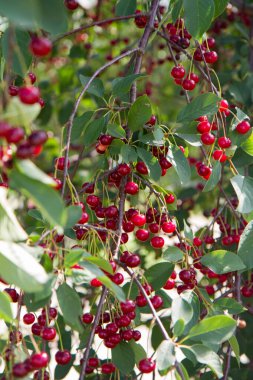 Olgun kirazlar yazın ağaçta 