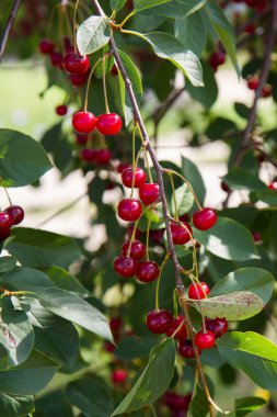 Olgun kirazlar yazın ağaçta 