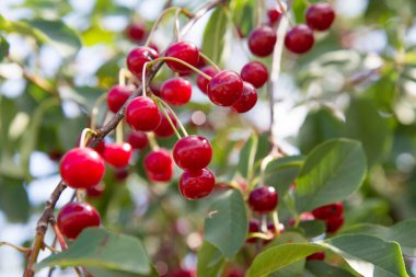 Olgun kirazlar yazın ağaçta 