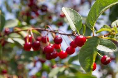 Olgun kirazlar yazın ağaçta 