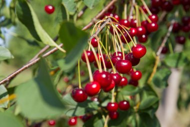 Olgun kirazlar yazın ağaçta 