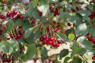 Olgun kirazlar yazın ağaçta 