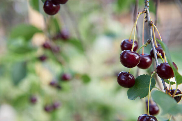 Спелые вишни на дереве летом 