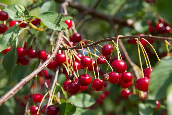 Olgun kirazlar yazın ağaçta 