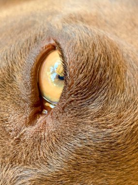 Gözünü kapat. Alman kısa göstergesi. Köpek.