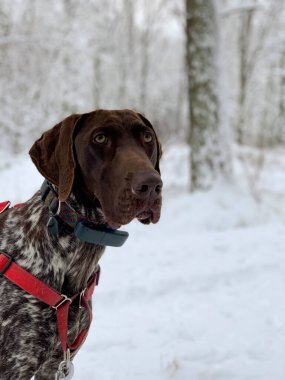 Mutlu Alman Kısaltması Pointer Köpeği.