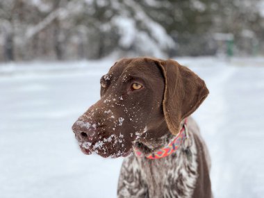 Mutlu Alman Kısaltması Pointer Köpeği.