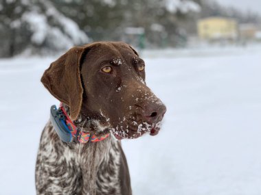 Mutlu Alman Kısaltması Pointer Köpeği.