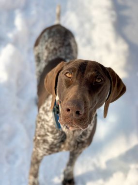 Mutlu Alman Kısaltması Pointer Köpeği.