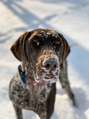 Mutlu Alman Kısaltması Pointer Köpeği.