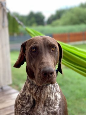 Dinlenme zamanı - Almanca kısaltılmış işaretçi köpek