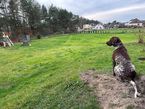 Stock image German shorthaired pointer on green grass - spring time.