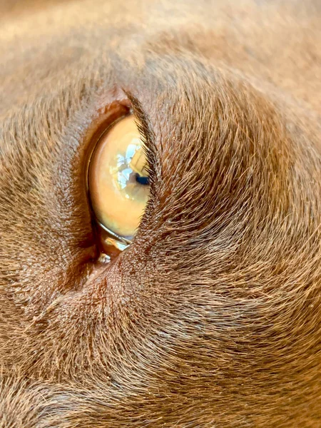 Закрыть Глаза Немецкому Короткостриженному Пуантеру Собаке — стоковое фото