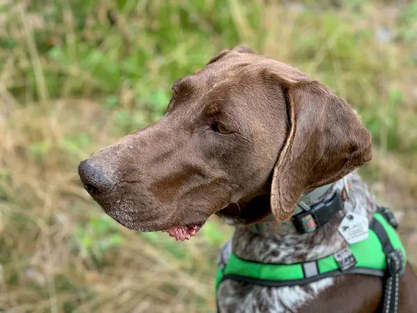 stock image German shorthaired pointer on green grass - spring time.