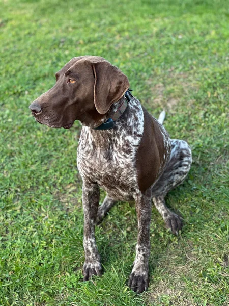 German Shorthaired Pointer Green Grass Spring Time — Stock Photo, Image