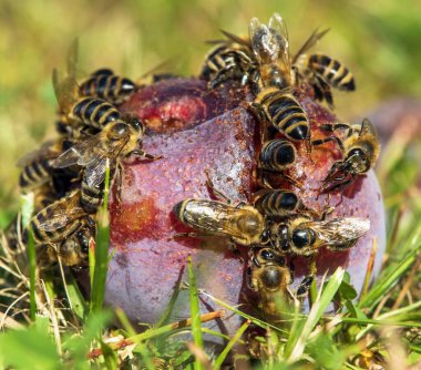 Latince Apis Mellifera 'da bal arısı veya bal arısı, erik meyvesinde bal arısı