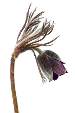 Pasqueflower. Küçük pask çiçekli güzel bir çiçek ya da beyaz arka planda izole Latince Pulsatilla pratensis çiçekli bir çayır çiçeği.
