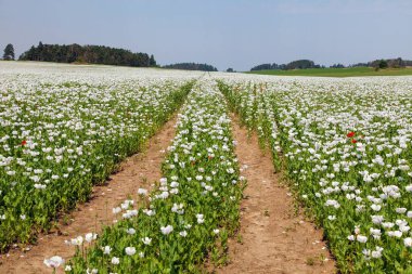 Latin papaver somniferum 'da çiçek açan afyon haşhaş tarlası, toprak yol, panoramik manzara, Çek Cumhuriyeti' nde gıda endüstrisi için beyaz haşhaş yetiştirilir.