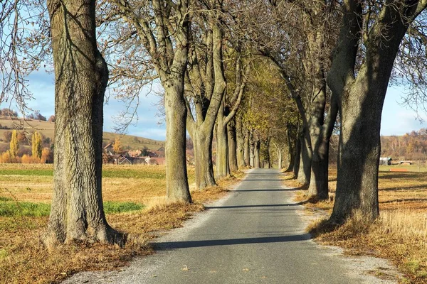 秋天的林登小巷 秋天的石灰树小巷景观 — 图库照片