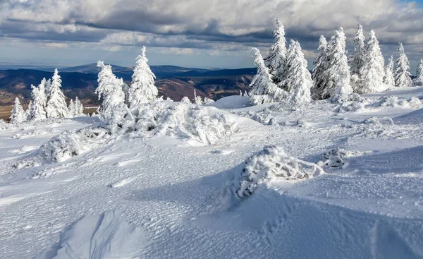 山の雪の森 イェセニーキ山脈の美しい冬の景色 チェコ共和国 — ストック写真