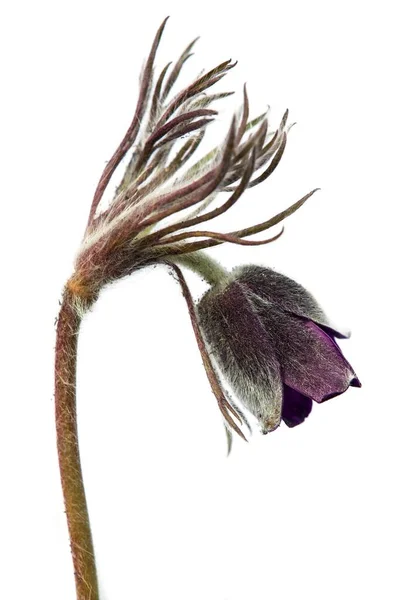 Πασκουέφλοου Όμορφο Λουλούδι Του Μικρού Πασκ Λουλούδι Πασκουέλα Ανθοφόρο Λιβάδι — Φωτογραφία Αρχείου
