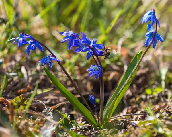 stock image Ladoon ladona or ladock flower, squills Scilla Scilloideae Asparagaceae, beautiful blue springtime flower