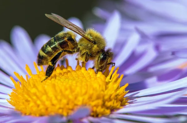 아메리카의 Apis Mellifera 유럽의 European 서양의 Western Honey Bee 은푸른 — 스톡 사진