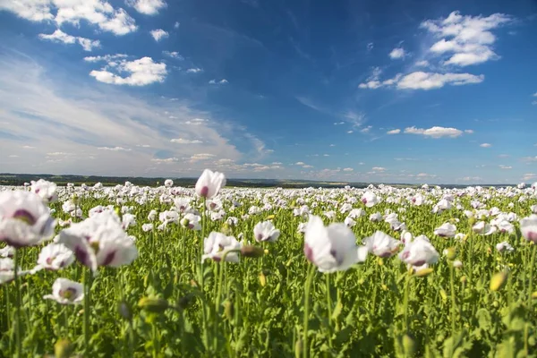 stock image flowering opium poppy field in Latin papaver somniferum and beautiful sky, white colored poppy is grown in Czech Republic for food industry