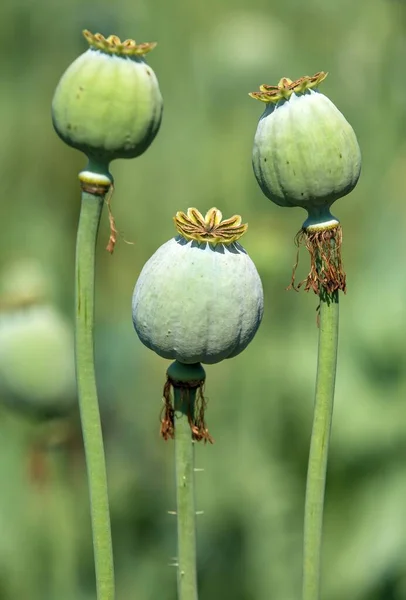 stock image Detail of opium poppy in latin papaver somniferum, three green poppies, poppy is grown in the Czech Republic for the food industry