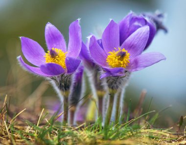 Pasqueflower. Daha büyük pask çiçeğinin güzel mavi çiçeği ya da latin pulsatilla grandis çayırda pasqueflower