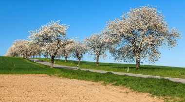 güzel gökyüzü ile latin Prunus cerasus çiçekli kiraz ağaçlarının yol ve sokak. Beyaz renkli çiçekli kiraz ağacı