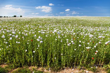 Latin papaver somniferum 'da beyaz afyon tarlası, kırmızı gelinciklerle otlanan haşhaş tarlası, Çek Cumhuriyeti' nde gıda endüstrisi için beyaz haşhaş yetiştirilir.