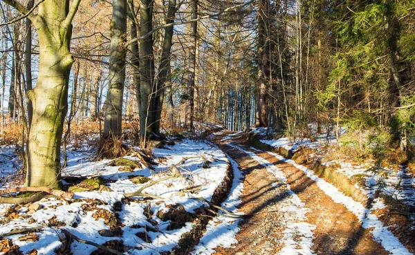 Wald Straße Winter Blick Mit Bäumen Waldlandschaft — Stockfoto