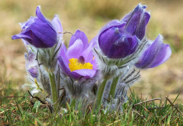 Pasqueflower Krásná Modrá Květ Větší Pasque Květ Nebo Pasqueflower Louce — Stock fotografie