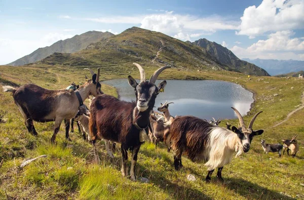 Herd Goats Mountains Lake Carnic Alps Austria Italy Border — Stock Photo, Image