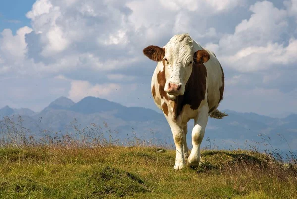 Krowa Języku Łacińskim Bos Primigenius Taurus Alpach Dolomity Włochy — Zdjęcie stockowe