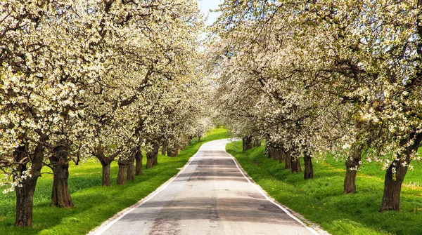 Güzel Gökyüzü Ile Latin Prunus Cerasus Çiçekli Kiraz Ağaçlarının Yol — Stok fotoğraf
