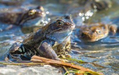 European Common brown Frogs in latin Rana temporaria clipart