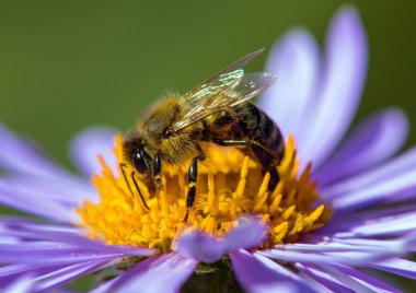 Arı ya da bal arısı Latin Apis Mellifera, Avrupa ya da batı bal arısı Mavi sarı menekşe ya da mor çiçekte oturuyor