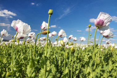 Latin papaver somniferum ve güzel gökyüzünde çiçek açan afyon haşhaş tarlası, Çek Cumhuriyeti 'nde gıda endüstrisi için beyaz renkli haşhaş yetiştirilir.