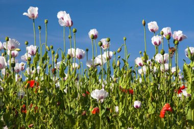 Latin papaver somniferum 'da beyaz afyon tarlası, kırmızı gelinciklerle otlanan haşhaş tarlası, Çek Cumhuriyeti' nde gıda endüstrisi için beyaz haşhaş yetiştirilir.