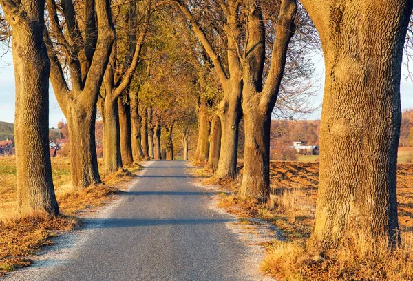 Sonbahar Ihlamur Ağacı Sokağı Güz Manzaralı Yol Kireç Ağaçları — Stok fotoğraf