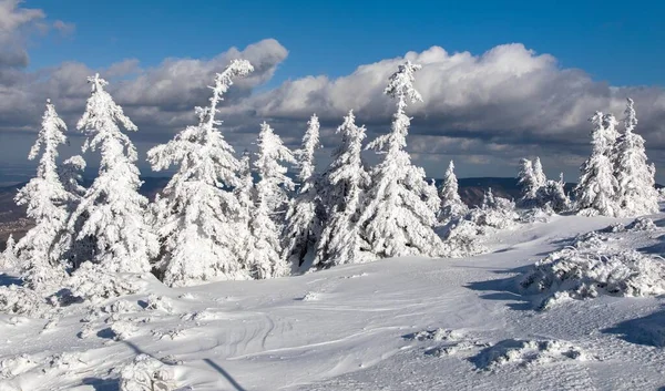 Prachtig Winters Uitzicht Besneeuwd Bos Bergen Jeseniky Mountains Tsjechië — Stockfoto