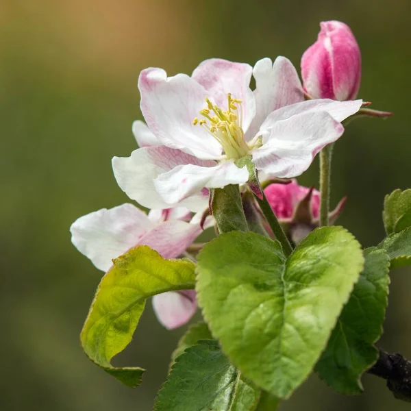 Latin Malus Domestica Çiçekli Elma Ağacı Bahar Manzaralı — Stok fotoğraf