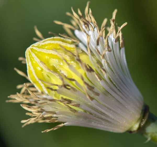 Деталь Цветка Опийного Мака Латинском Papaver Somniferum Белый Цветущий Мак — стоковое фото
